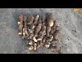 Survival Skills Harvesting Giant Wild Yams