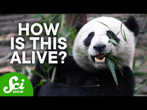 How Do Pandas Exist? How Do Pandas Exist?