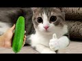 Try Not To Laugh 😍 Funniest Cats and Dogs Videos 😹🐶 Part 38