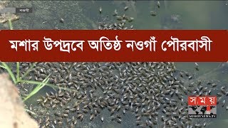 মশার উপদ্রবে অতিষ্ঠ নওগাঁ পৌরবাসী | Mosquito In Naogaon | Dengue In BD