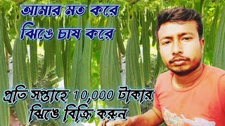 আমার মত করে ঝিঙে চাষ করে প্রতি সপ্তাহে 10,000 টাকার ঝিঙে বিক্রি করুন,ঝিঙা চাষ,jinga chas podoti,