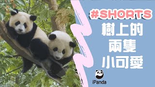 樹上的兩隻小可愛 | iPanda熊貓頻道 #shorts