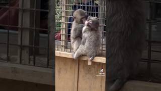 🔴 At the end #funny #monkeyvideo #gorilla #animals