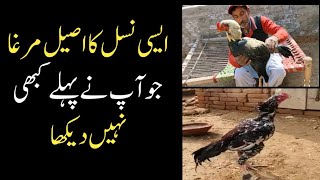 Pure Aseel Murgha | Achay Achay Aseel Murghay ki pehchan