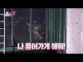 sbs tv 동물농장 18년 8월 19일 일 879회 예고 animal farm ep.879 preview