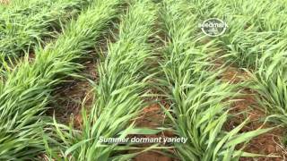 Seedmark Atlas PG Phalaris 2012 TVC 02