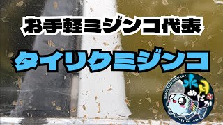 【ミジンコ培養】タイリクミジンコはお手軽です