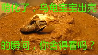 【儿童教育-动物篇】小龟龟出壳记/乌龟孵化/乌龟受精卵孵化 The moment the little tortoise came out from its shell