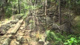 Footprints and Roots in the Ritigala Rainforest - Sri Lanka