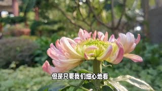 广州“规模最大”的菊花展开启，今年有什么看点？地铁直在免门票