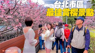 Taipei Cherry Blossom Festival 2025｜4K HDR【台北內湖】樂活夜櫻季2/1櫻花現況