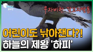 나무늘보 한 방에 낚아 채는!!! 부채머리수리 (Harpy eagle) 하피이글 | 현재 생존하는 거대 수리