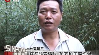 永康桂竹筍遭竊 農民損失逾百萬 20130429