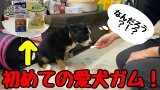 【子犬】初めての愛犬ガム\u0026牛乳をあげてみた！バーニーズマウンテンドッグ