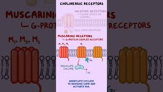 Understanding cholinergic Receptors