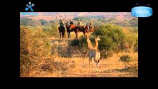 Big 5 horse riding safari Botswana Limpopo Safaris - Tuli, Two Mashatu \u0026 Lodge to Lodge Safaris