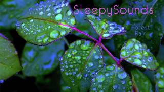 Forest Rain – 9 Hour Soundscape of Rain Falling on Leaves – sleep, ambiance, nature, ASMR
