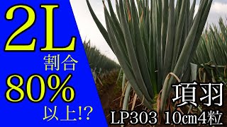 【太りすぎて困る】今年から本格採用した「項羽」とLPの4粒の生育はどう？