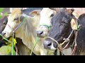 Your Qurbani, There Eid!