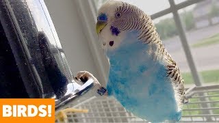 Cute Funny Birds | Funny Pet Videos