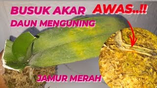 MENANGANI DAUN ANGGREK BULAN MENGUNING KERIPUT DAN AKAR BUSUK KARENA HAMA JAMUR ATAU KUTU