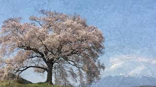 [山梨の桜] わに塚のサクラ 2020.4.3 [4K]