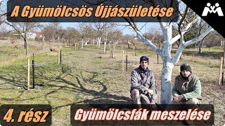 Gyümölcsfák meszelése - A Gyümölcsös Újjászületése (4.rész)