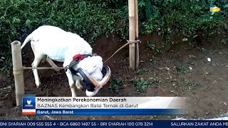 BAZNAS News - Meningkatkan Perekonomian Daerah, BAZNAS Kembangkan Balai Ternak di Garut