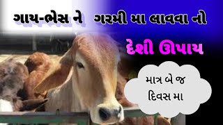 ગાય-ભેસ ને ગરમી મા લાવો માત્ર બે જ દિવસ મા || pashu ko hit me lane ka tarika #buffalomilk #farming