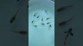 பெரிய காது மீன்களை Breeding விடப்போறோம் 😍 | Shadow Fish | #Shorts