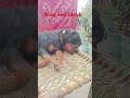 alexa the rottweiler vs tuktuk the rottweiler 🥵 dogs animal