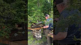 The majestic Metasequoia forest #bonsai