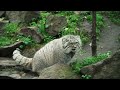 pallas s cat some funny and cute moments of the manuls