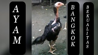 Cara Memilih Ayam Bangkok Lancuran Yang Bagus