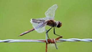 Carolina Saddlebags Dragonfly