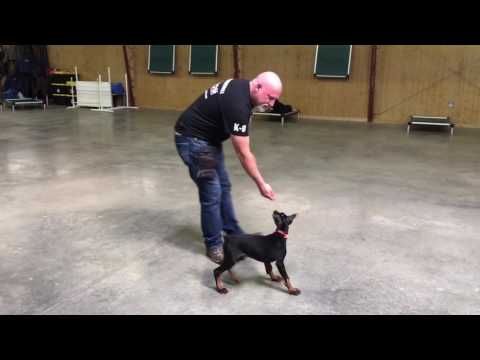 Doberman Puppy Training Doberman Puppy Training