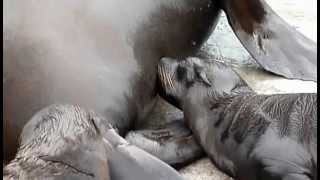 上野動物園カリフォルニアアシカ_チャッピーのミルクタイム