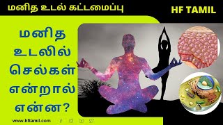 மனித உடலில் செல்கள் என்றால் என்ன? | What is cells in human body? | Human body structure | HF Tamil