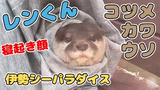 【4K】コツメカワウソ⑥ レンくん 起きる！【伊勢シーパラダイス】かわいい姿 2023.10.18【おすすめ水族館・動物園】三重県・関西 Japan Aquarium Small Cute Otter