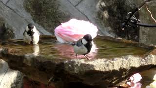 【庭に来る野鳥】シジュウカラ番の水浴び。（2023/05/20）