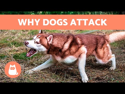 Why Does My DOG BITE Other DOGS? (7 Arguments) [Expert Opinion]