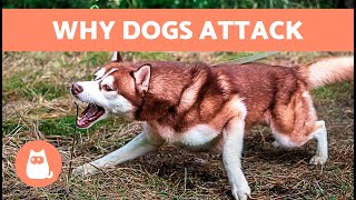 Why Does My DOG BITE other DOGS? (7 Reasons) 🐶⚠️