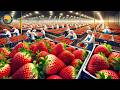 How Do Farm Workers Grow And Pick Billions Of Strawberries In California | Farming Documentary