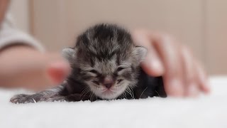 生まれて間もない子猫のミルクの様子【ご乱心】