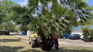 European Fan Palm/Huge Palm/Large Palms