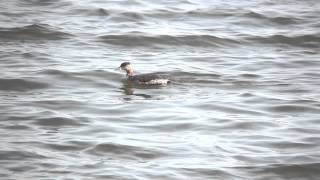 アカエリカイツブリ　- Red-necked Grebe -