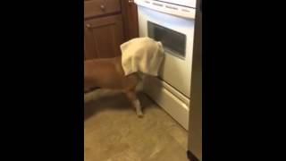 Dog Uses Kitchen Towel as Disguise