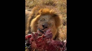 León degusta la carne (Oloshipa, Black Rock male lion) #lions #leão #bigcats #wildlife