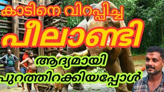 #peelandi കാടിനെ വിറപ്പിച്ച പീലാണ്ടിയെ ആദ്യമായി പുറത്തിറക്കിയ അനുഭവങ്ങൾ peelandi elephant training