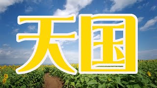 山形で天国に出会った。ひまわり＆牛。